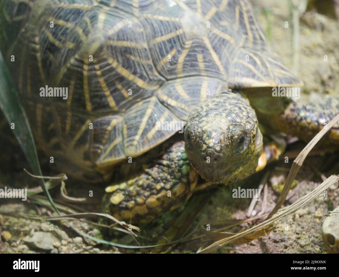 La tartaruga indiana (Geochelone elegans) è una specie di tartaruga minacciata originaria dell'India, del Pakistan e dello Sri Lanka Foto Stock