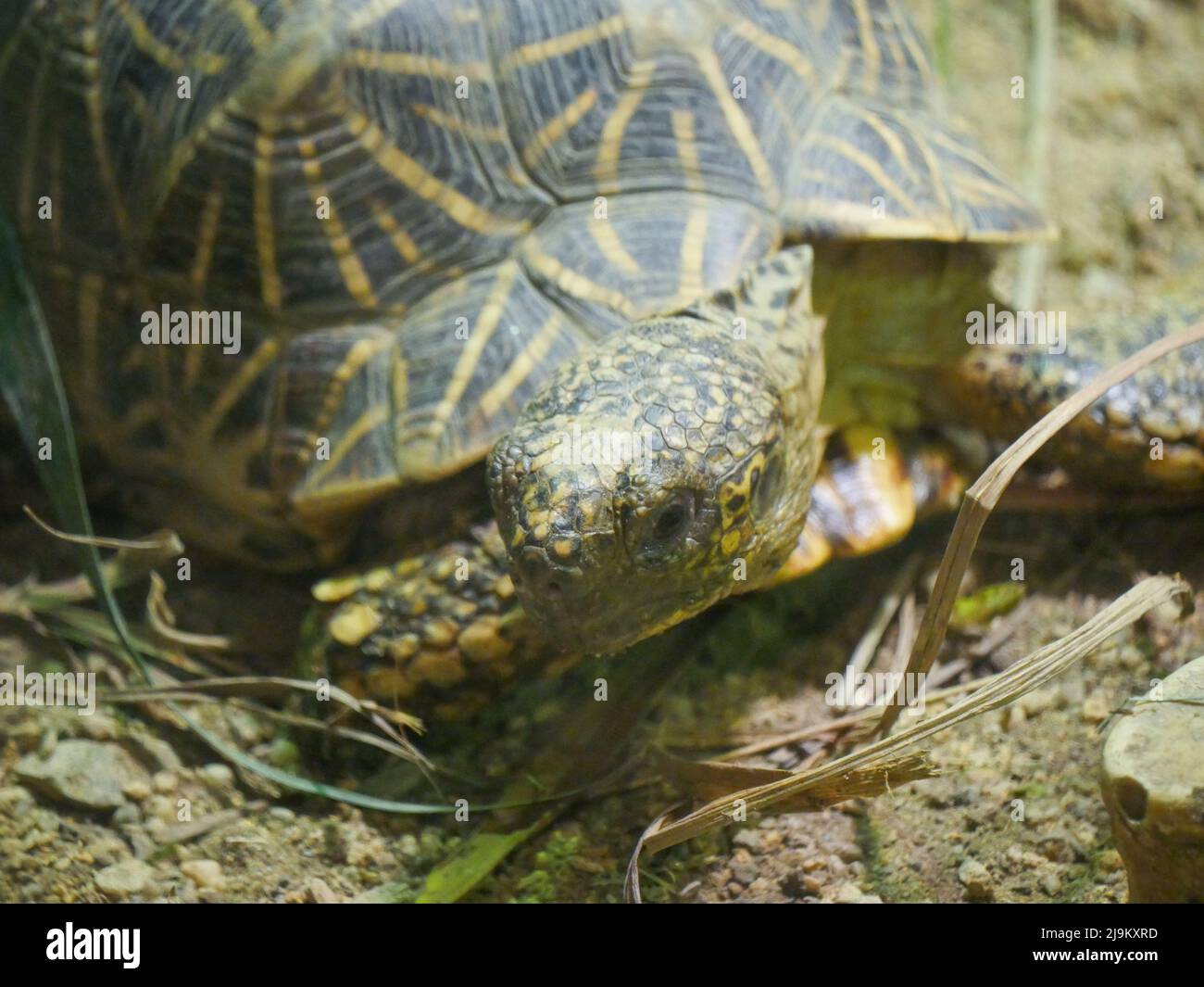 La tartaruga indiana (Geochelone elegans) è una specie di tartaruga minacciata originaria dell'India, del Pakistan e dello Sri Lanka Foto Stock
