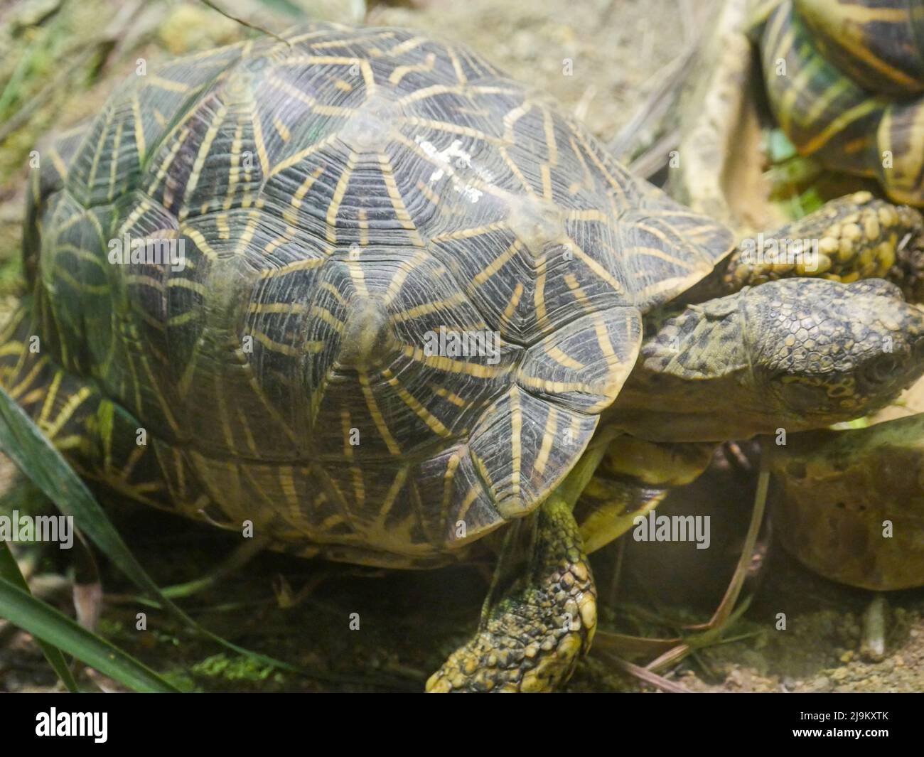 La tartaruga indiana (Geochelone elegans) è una specie di tartaruga minacciata originaria dell'India, del Pakistan e dello Sri Lanka Foto Stock