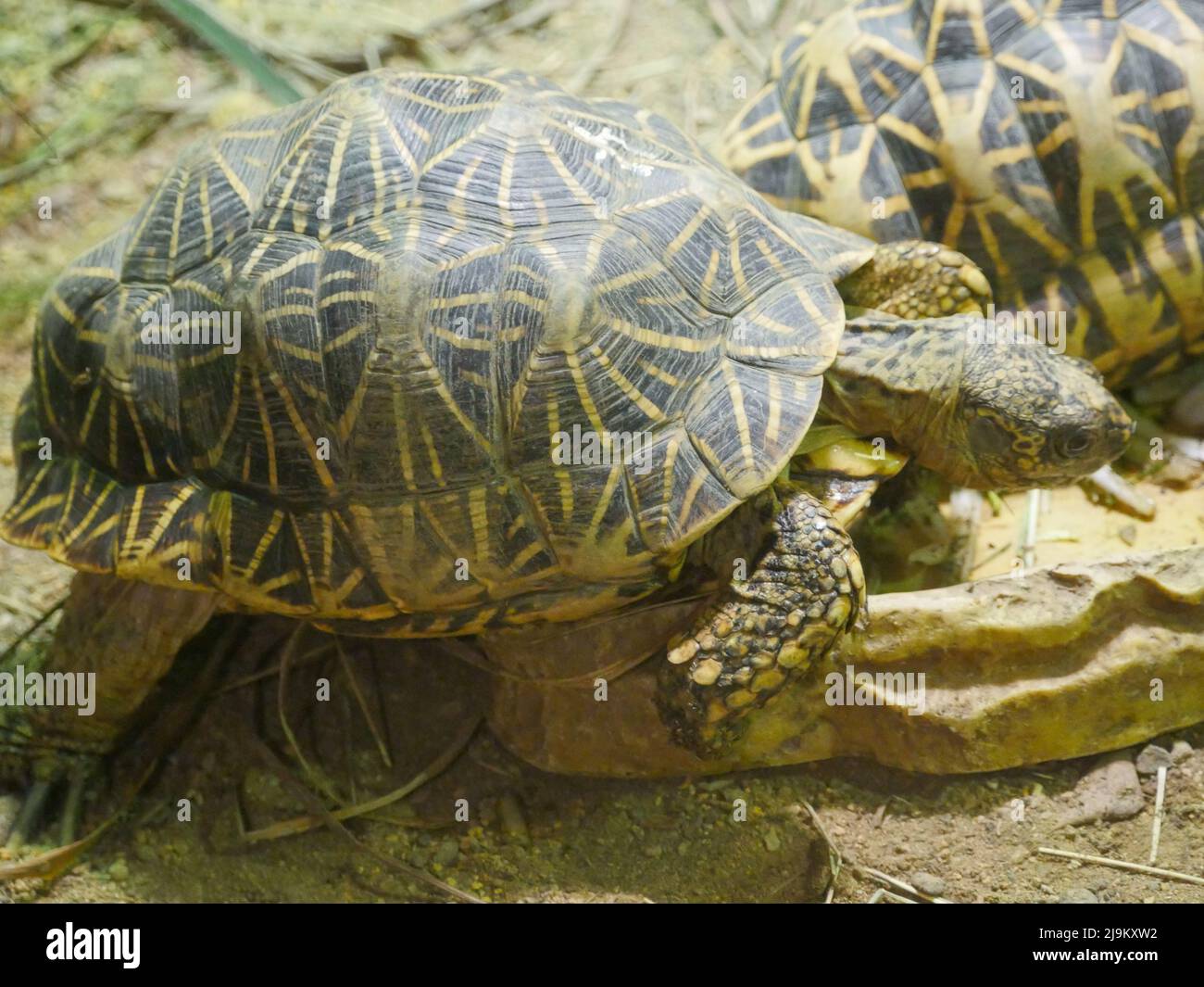 La tartaruga indiana (Geochelone elegans) è una specie di tartaruga minacciata originaria dell'India, del Pakistan e dello Sri Lanka Foto Stock