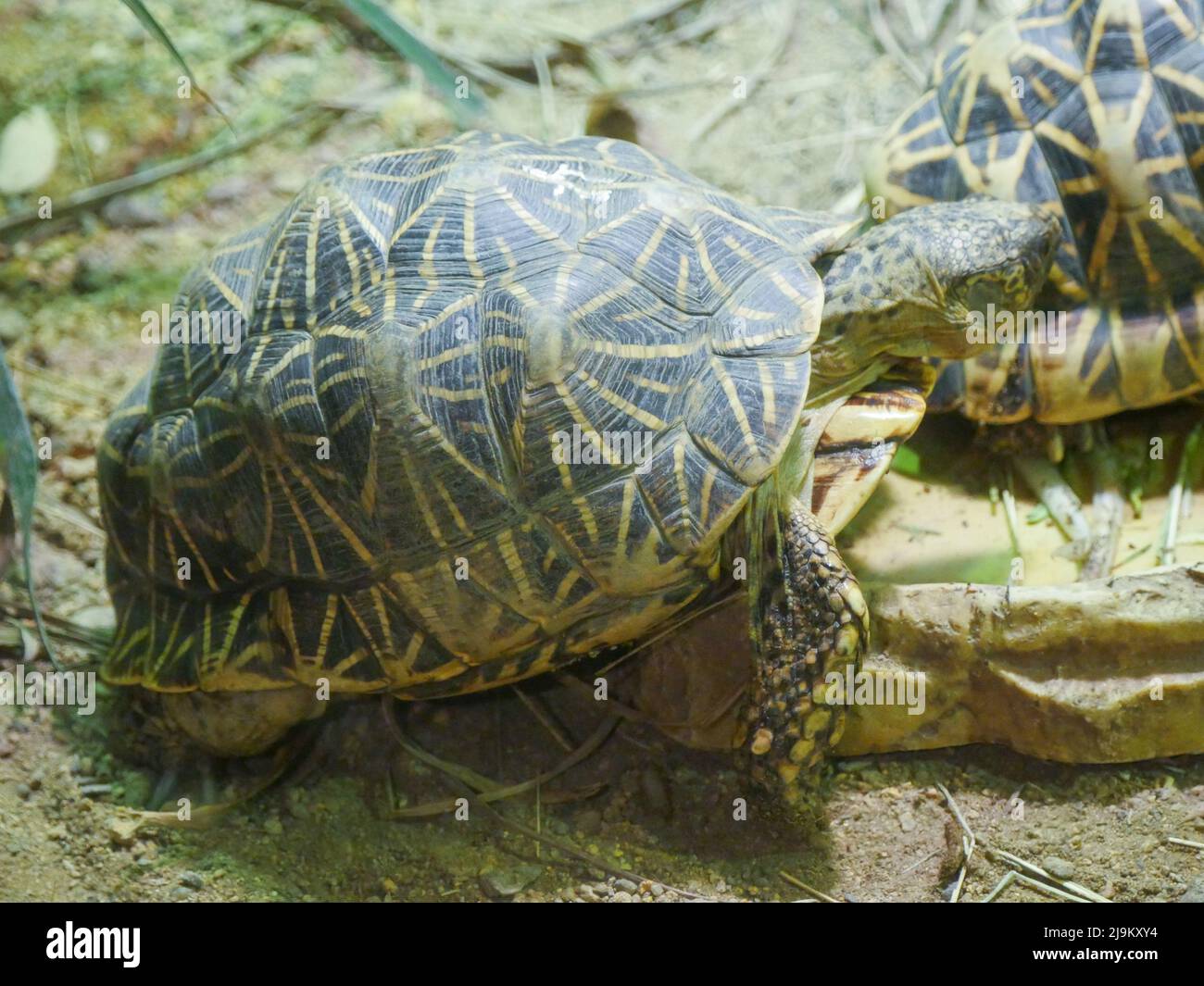La tartaruga indiana (Geochelone elegans) è una specie di tartaruga minacciata originaria dell'India, del Pakistan e dello Sri Lanka Foto Stock