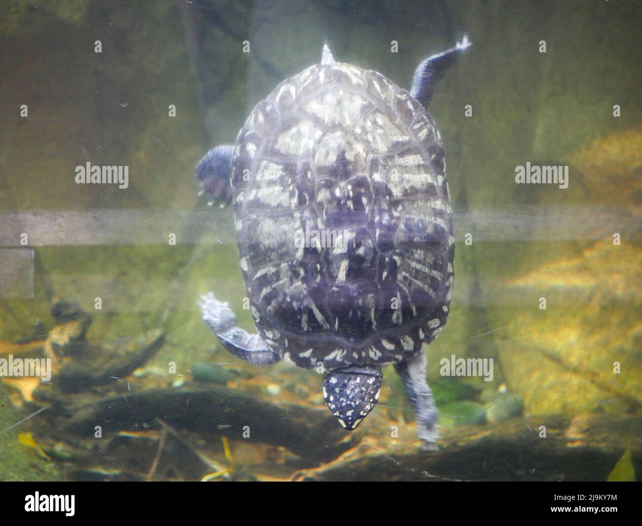 Turtle nuoto sott'acqua Foto Stock
