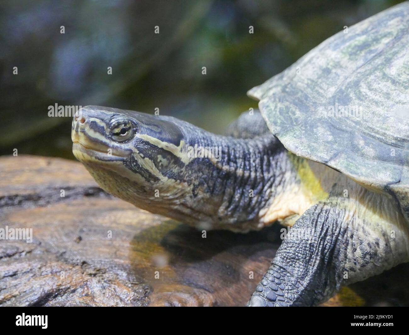 Tartaruga che riposa vicino stagno. Le tartarughe sono un ordine di rettili noti come Testudines, caratterizzati da una conchiglia sviluppata principalmente dalle loro costole. Foto Stock