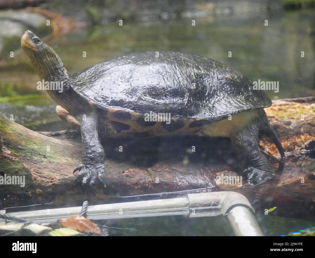La tartaruga nera dello stagno (Geoclemys hamiltonii), anche conosciuta come la tartaruga dello stagno macchiato o la tartaruga macchiata indiana, è una specie di tartaruga di acqua dolce endemi Foto Stock