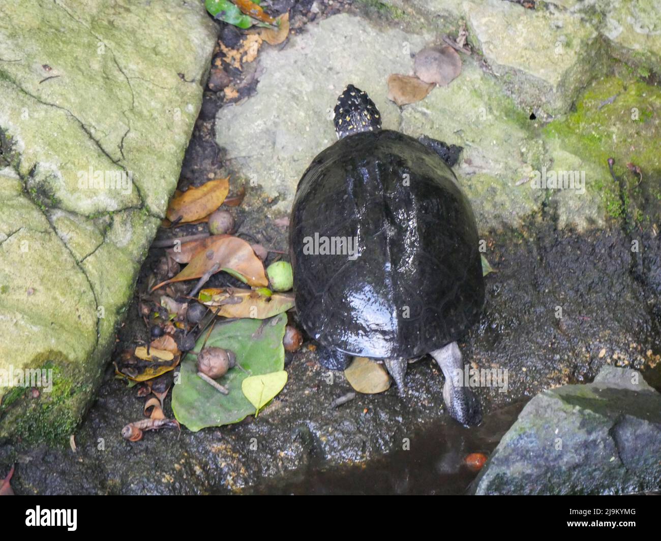 La tartaruga nera dello stagno (Geoclemys hamiltonii), anche conosciuta come la tartaruga dello stagno macchiato o la tartaruga macchiata indiana, è una specie di tartaruga di acqua dolce endemi Foto Stock
