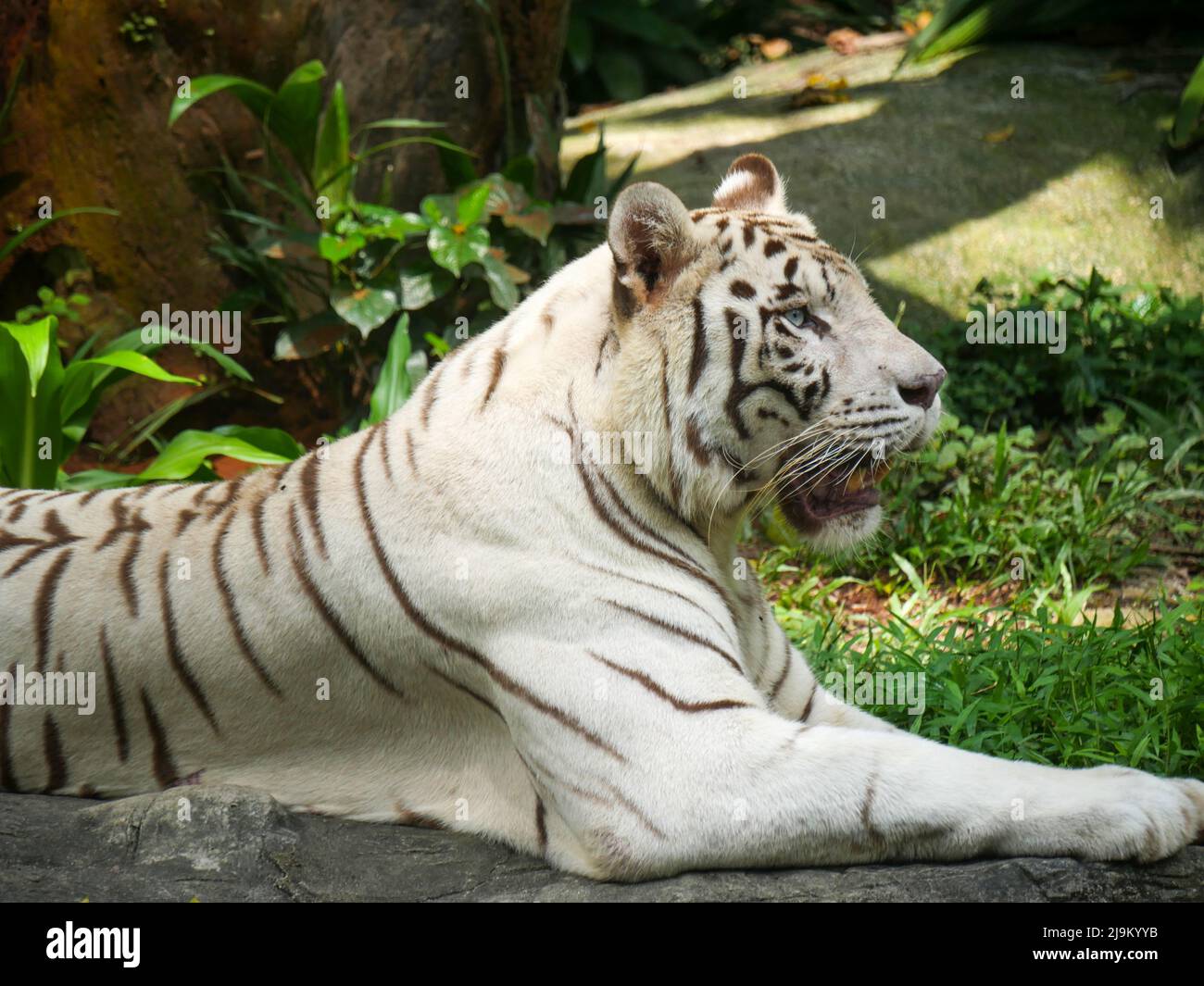 La tigre bianca o la tigre imbianchita è una variante di pigmentazione leucistica della tigre bengala, tigre siberiana e ibridi tra i due. Foto Stock
