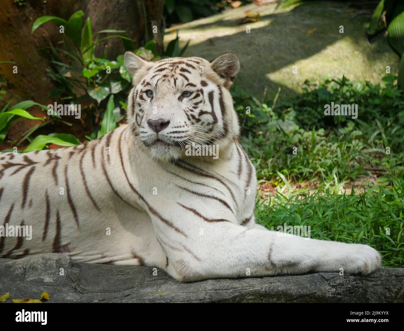 La tigre bianca o la tigre imbianchita è una variante di pigmentazione leucistica della tigre bengala, tigre siberiana e ibridi tra i due. Foto Stock