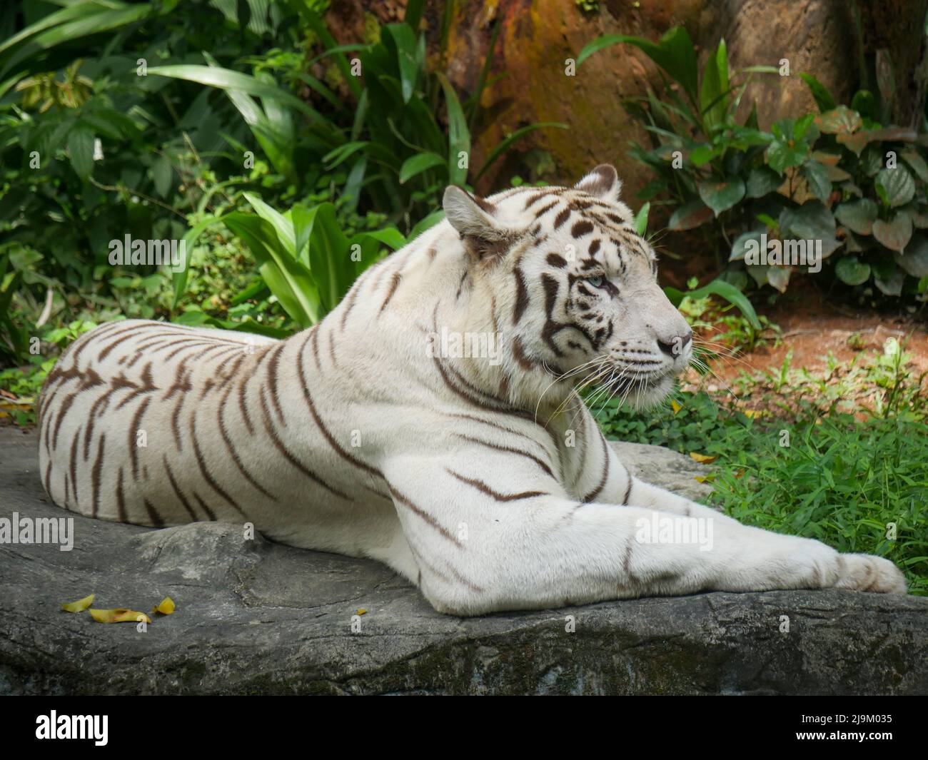 La tigre bianca o la tigre imbianchita è una variante di pigmentazione leucistica della tigre bengala, tigre siberiana e ibridi tra i due. Foto Stock