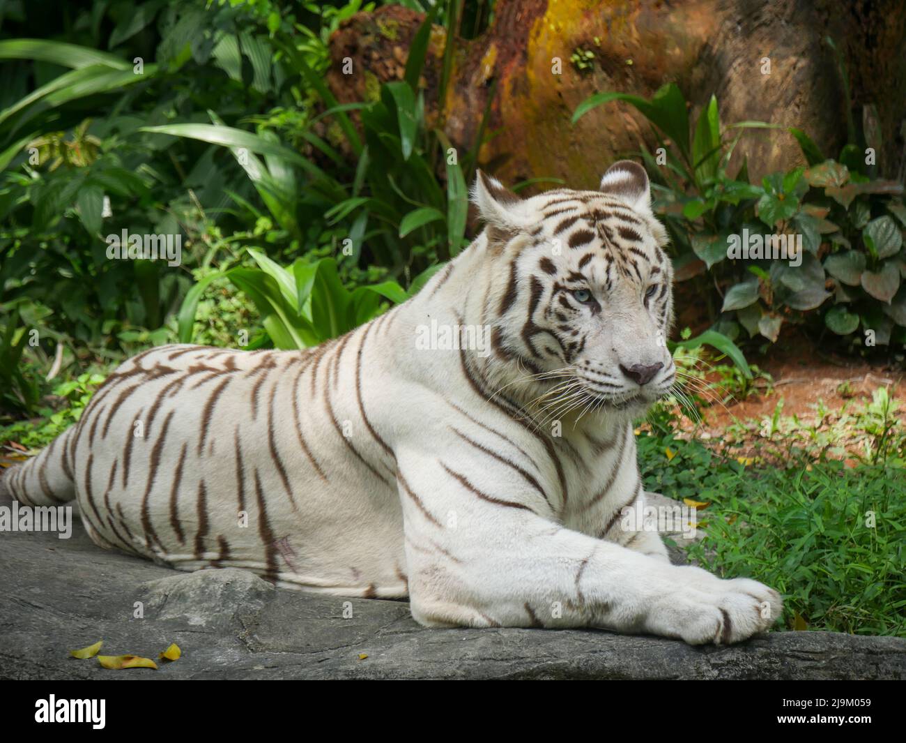 La tigre bianca o la tigre imbianchita è una variante di pigmentazione leucistica della tigre bengala, tigre siberiana e ibridi tra i due. Foto Stock