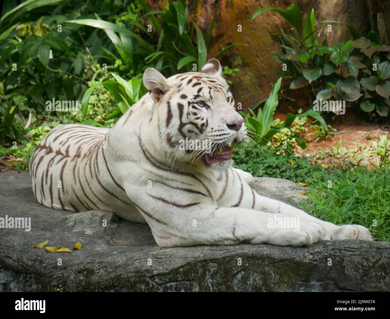 La tigre bianca o la tigre imbianchita è una variante di pigmentazione leucistica della tigre bengala, tigre siberiana e ibridi tra i due. Foto Stock