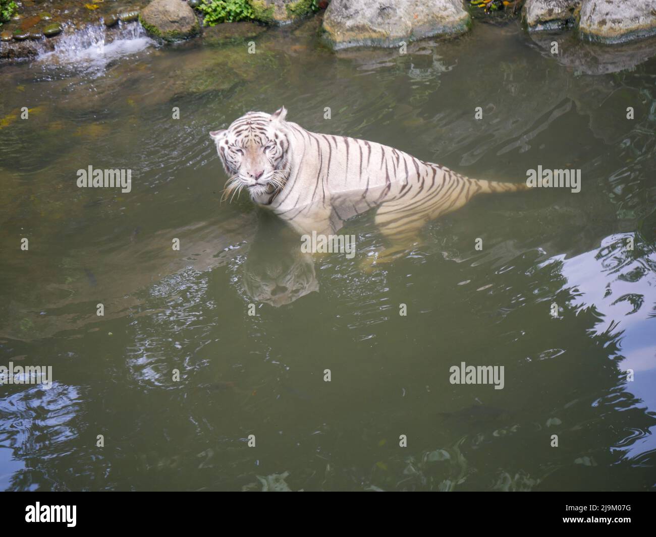 tigre bianca o tigre sbiancata che nuotano sotto l'acqua nel fiume Foto Stock