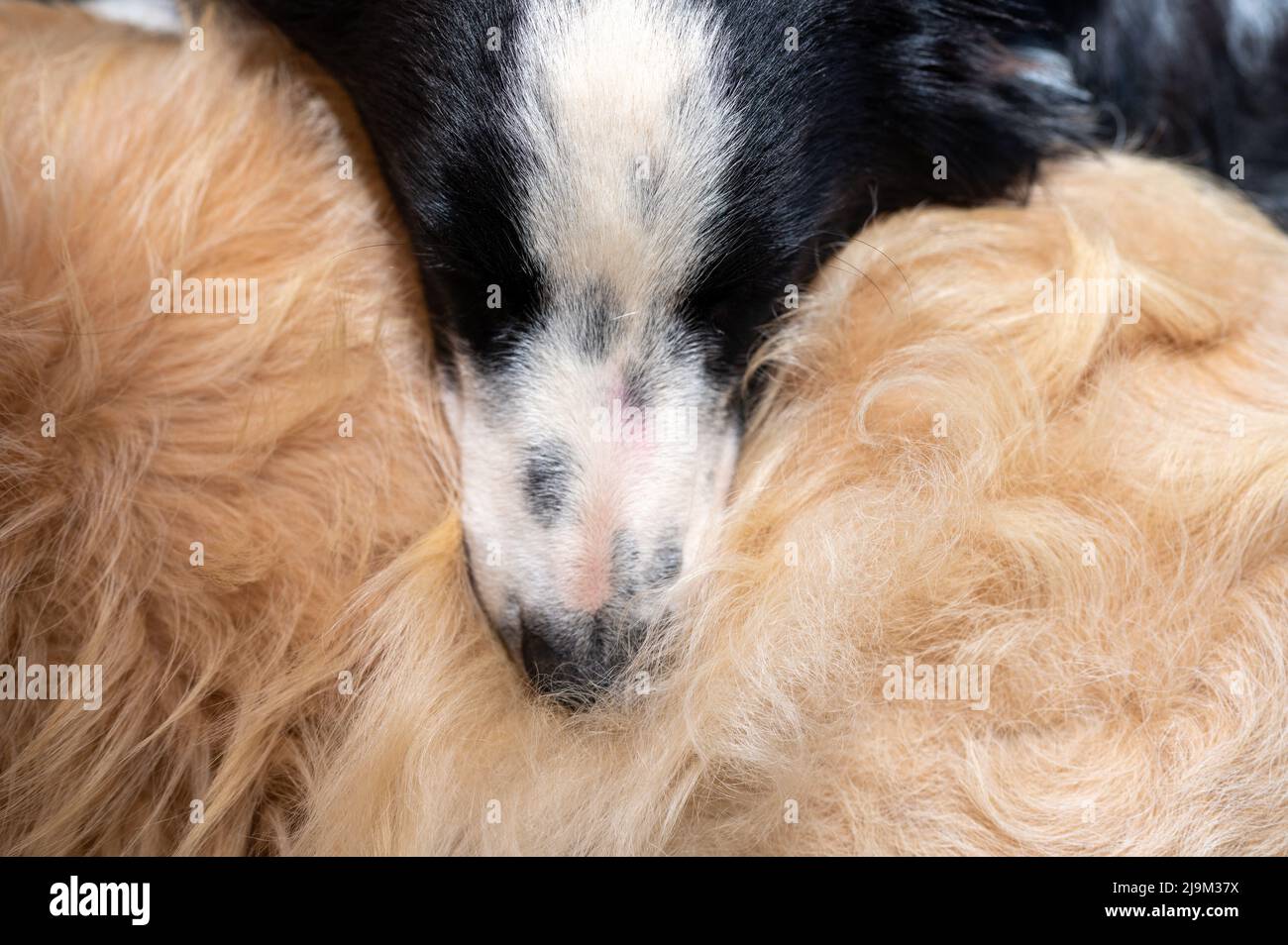 Primo piano di un cane che dorme sull'altro Foto Stock
