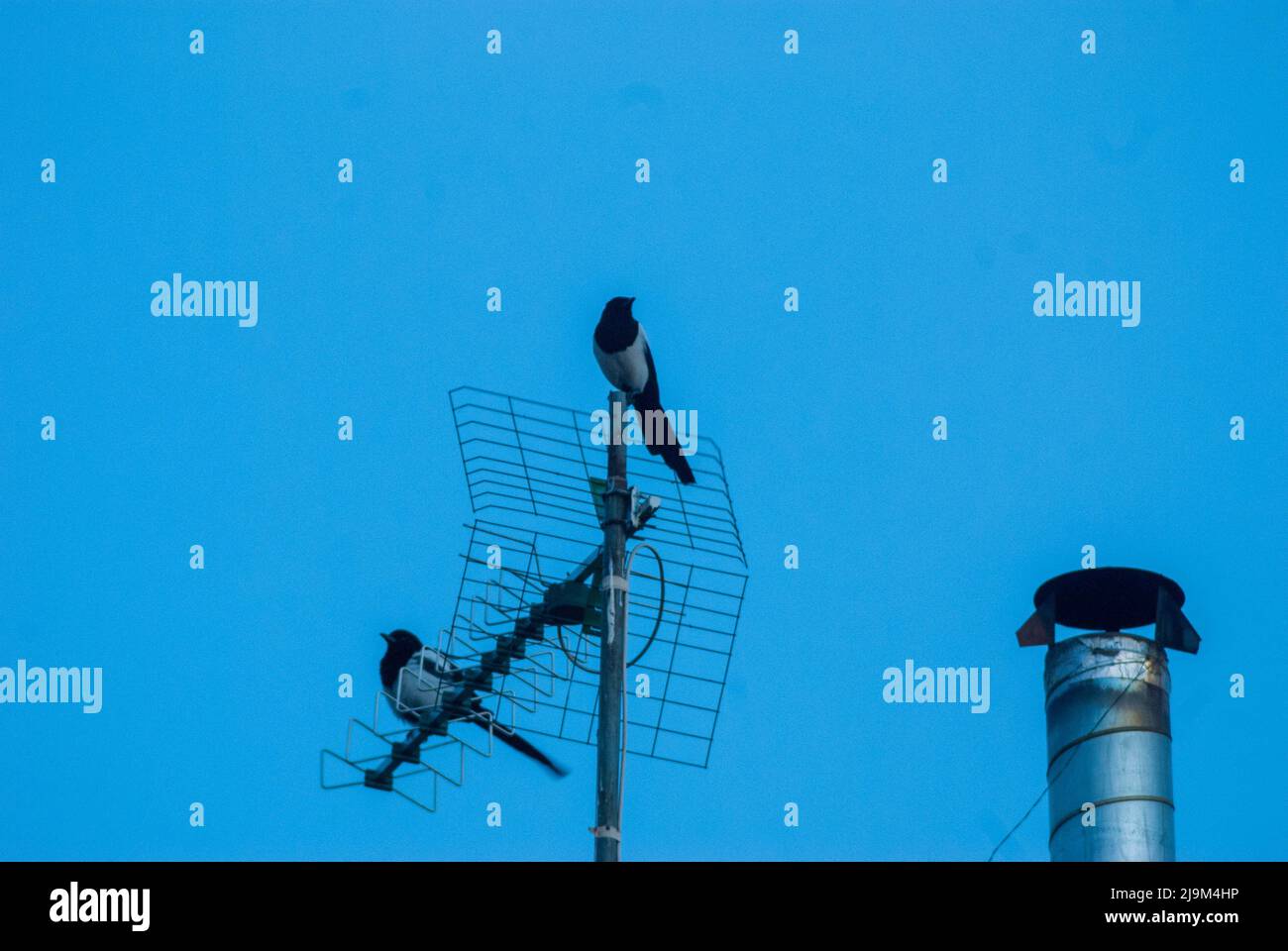 Coppia di pica pica Urraca in televisione antenna sul tetto con camino con cielo blu Foto Stock