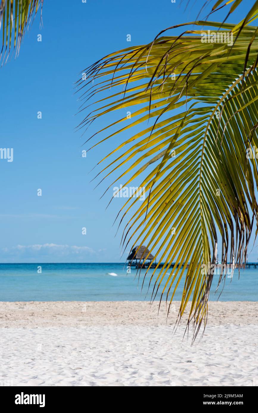 Primo piano di una foglia di palma su una deserta spiaggia tropicale contro un cielo blu in Messico Foto Stock
