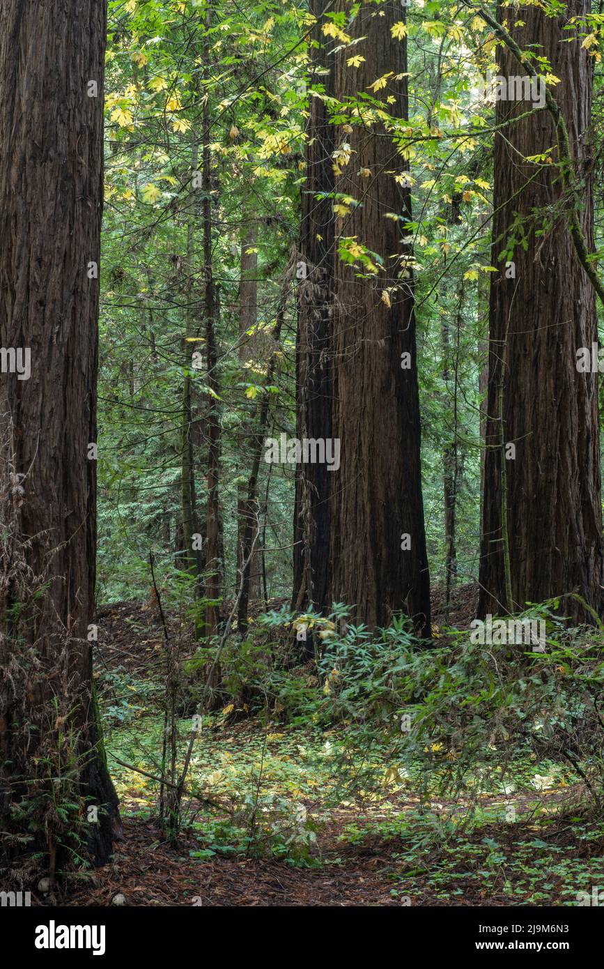 Alberi di conifere e foglie di acero giallo in autunno all'Henry Cowell Redwoods state Park a Santa Cruz, California, USA Foto Stock