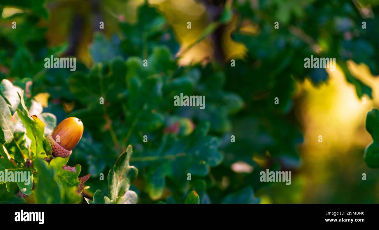 Ghianda arancione su un ramo di quercia in una foresta. Primo piano frutta di quercia e foglie su sfondo verde Foto Stock