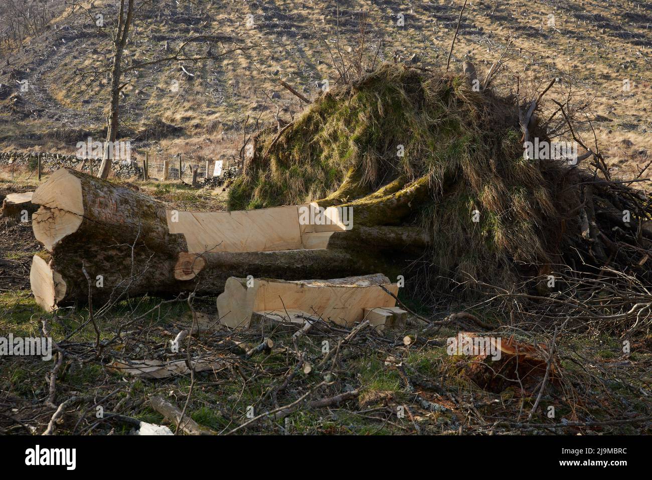 Una forma di seduta tagliata dal tronco di un albero caduto tempesta da Tibbie Shiel's Inn il B708 tra Selkirk e Moffat Foto Stock
