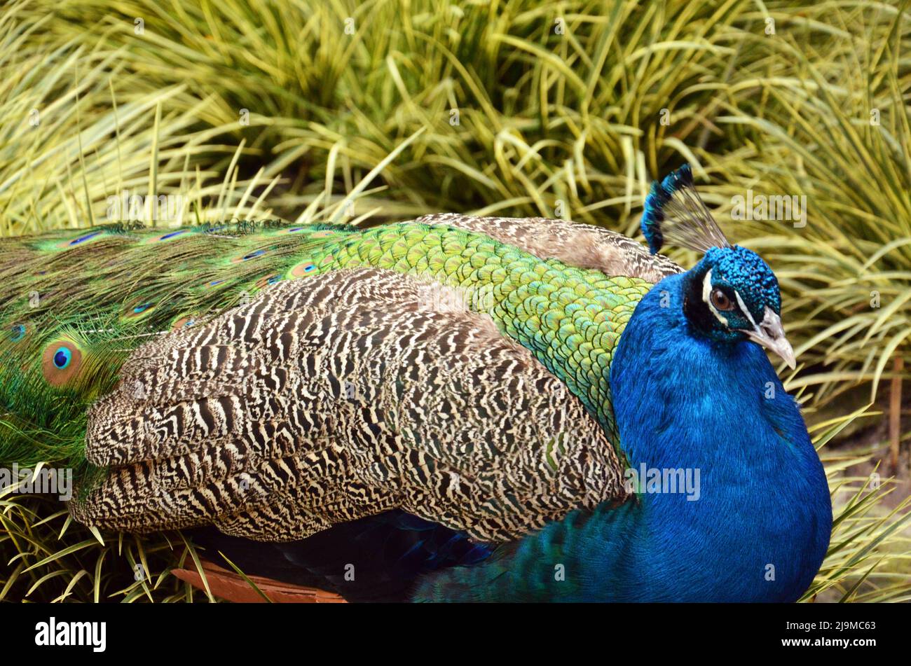 Primo piano di un bellissimo e colorato pavone blu che mostra le sue bellissime piume . Foto Stock