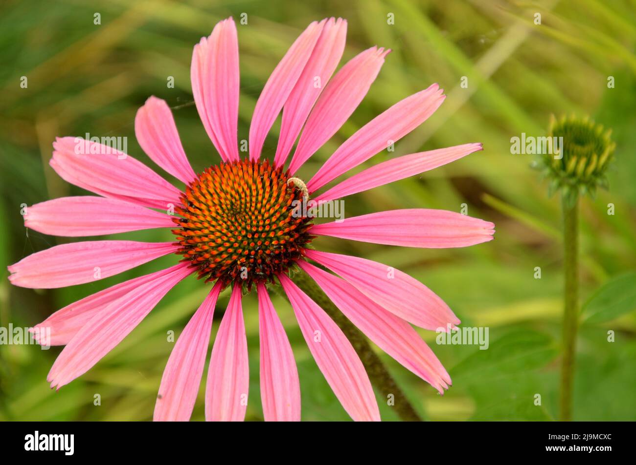 MACRO DI UN BELLISSIMO E RARO GIRASOLE ROSA TROVATO IN GERMANIA CON UN PICCOLO INSETTO IN CIMA Foto Stock