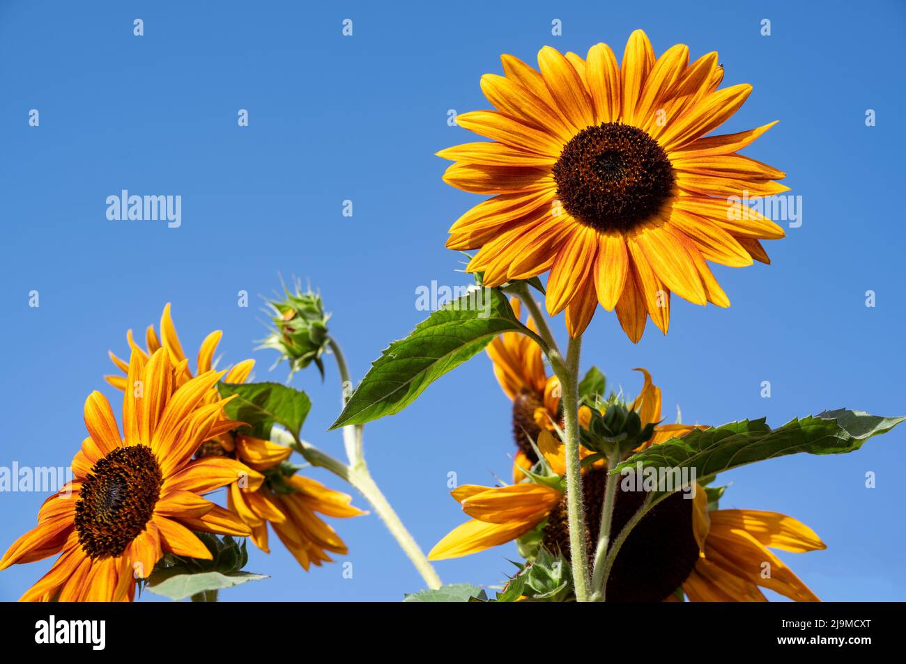 Splendidi ed enormi girasoli arancioni e rossi sullo sfondo del cielo blu catturato nella fattoria dei fiori di Asimah negli Emirati Arabi Uniti. Foto Stock