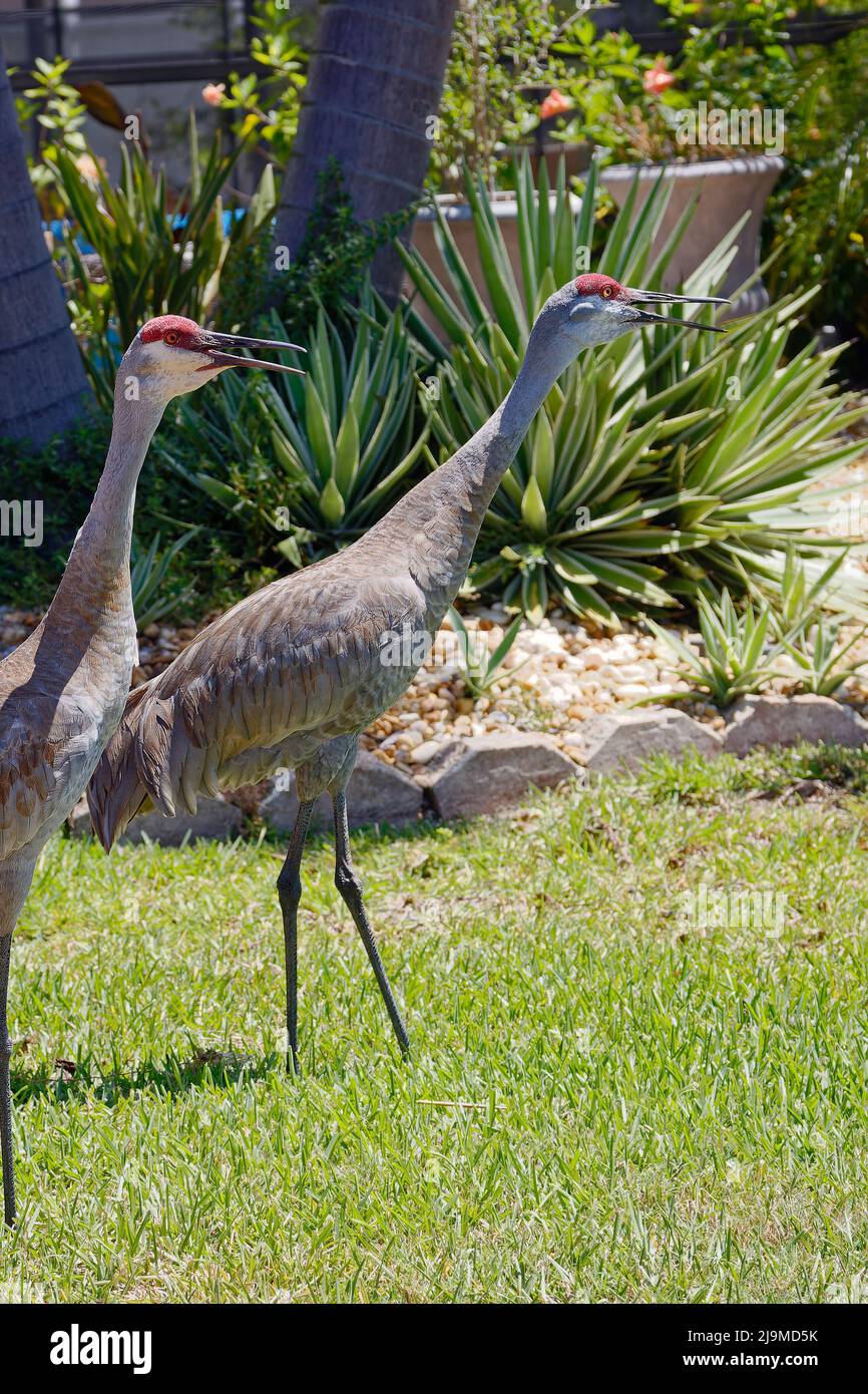 2 Sandhill gru, beaks aperto, dando bugle chiamate, rumoroso, forte, cortile, uccelli alti, elegante, coppia, maschio, Femmina, Grus canadensis; compagno di vita, wil Foto Stock 2 Sandhill gru, beaks aperto, dando bugle chiamate, rumoroso, forte, cortile, uccelli alti, elegante, coppia, maschio, Femmina, Grus canadensis; compagno di vita, wil Foto Stock