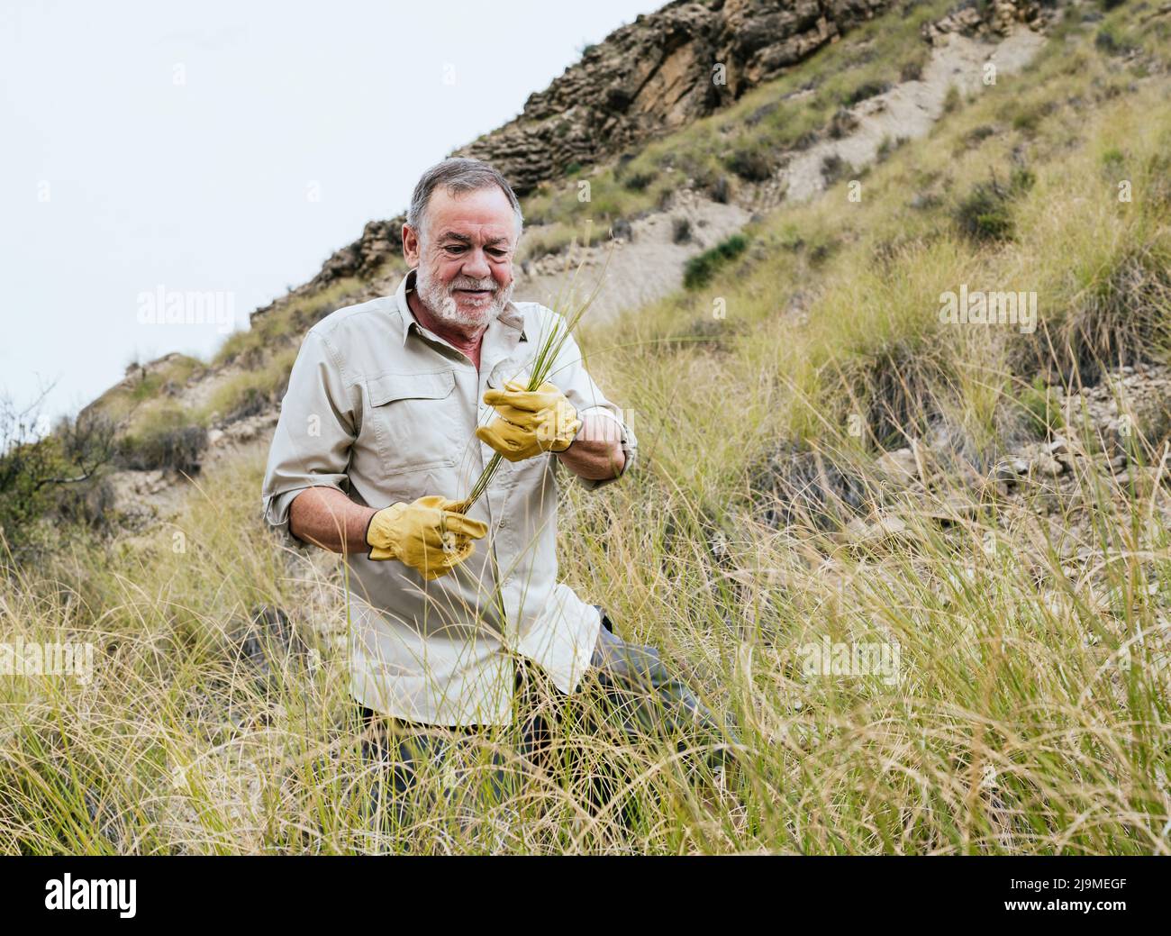 Coltivatore maschile senior concentrato con capelli grigi e barba in casual e guanti raccolta erba eparina su pendio collina durante la stagione di raccolta in Foto Stock