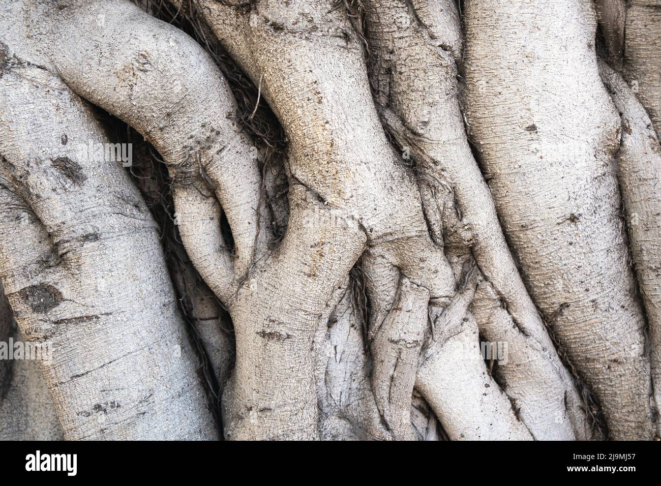 Sfondo con il tronco banyan albero in primo piano Foto Stock