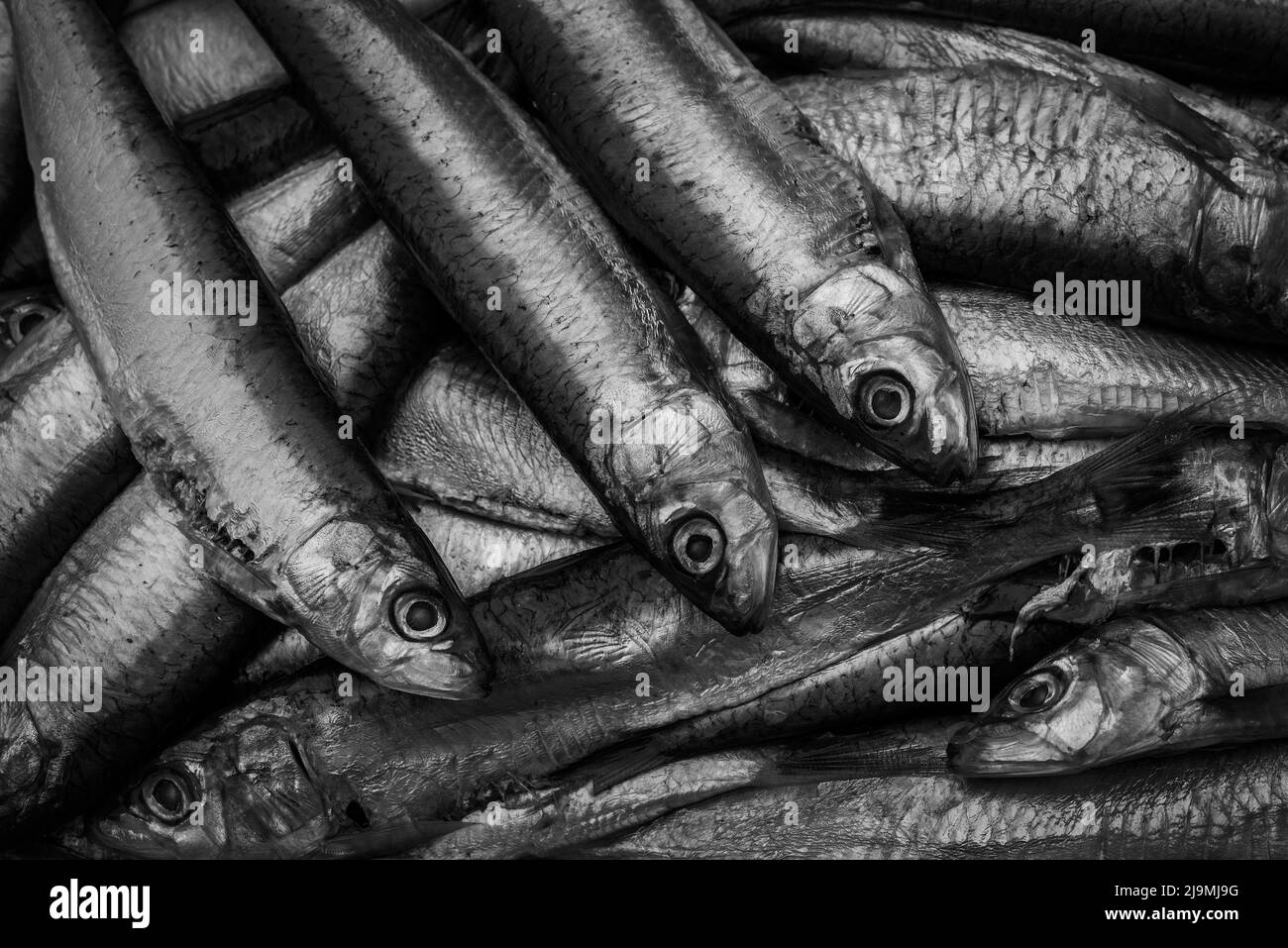 Bianco e nero di Sardine / pilchards - Sardina pilchardus. Pescherie. Pesca eccessiva. Politica della pesca. Inquinamento microplastico degli oceani. Foto Stock