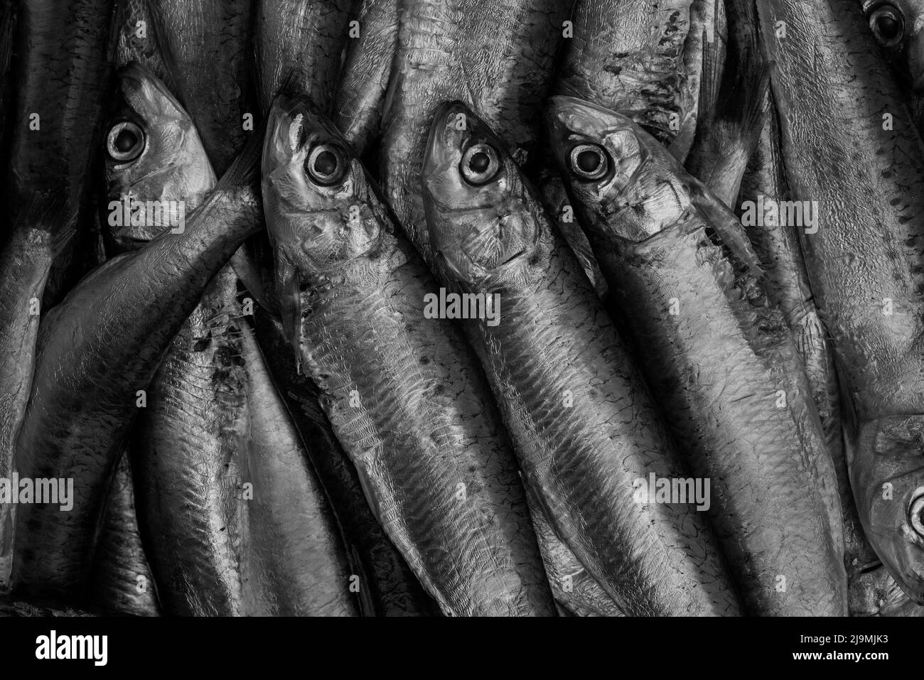 Bianco e nero di Sardine / pilchards - Sardina pilchardus. Pescherie. Pesca eccessiva. Politica della pesca. Inquinamento microplastico degli oceani. Foto Stock
