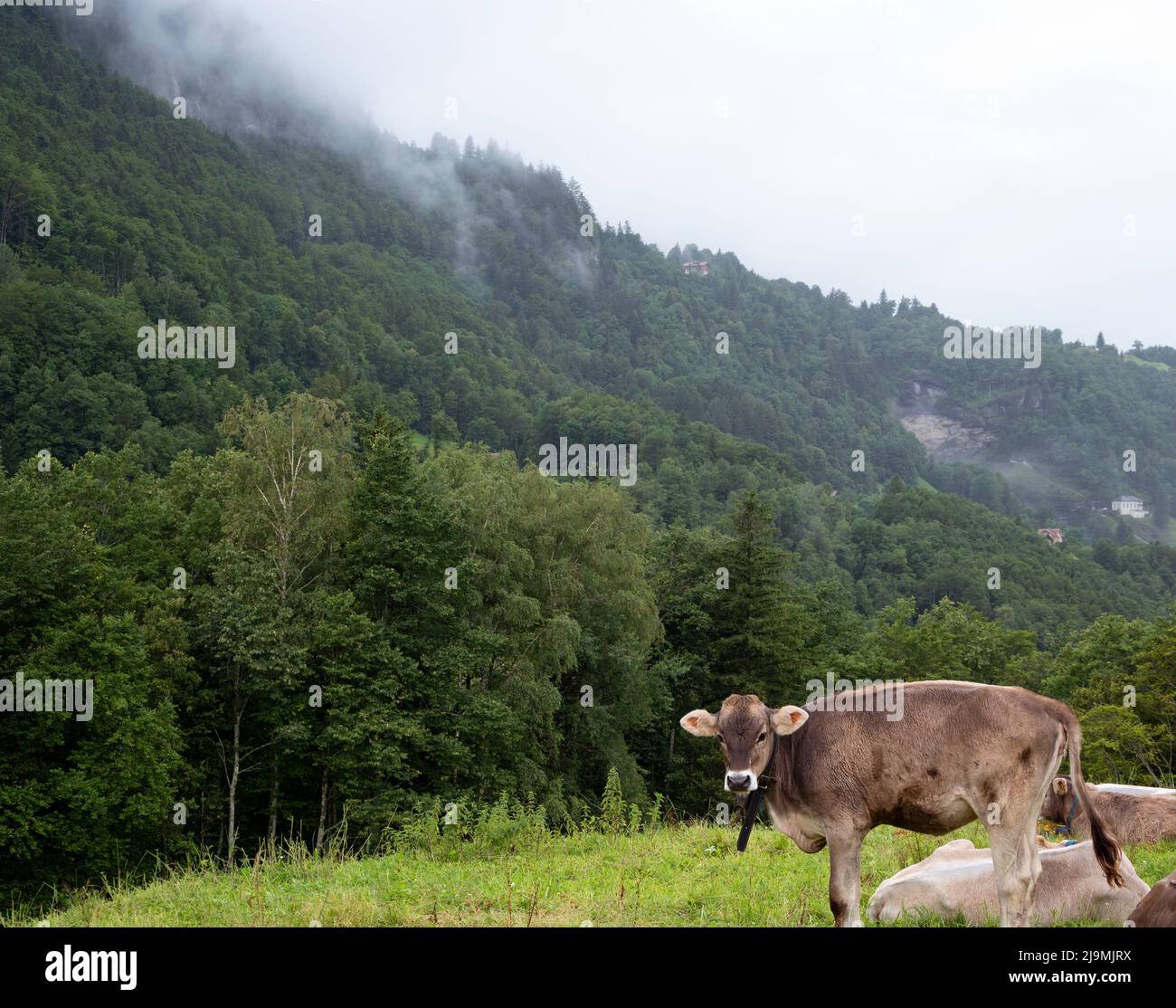 Le mucche svizzere si rilassano e si nutrono di pascoli di montagna in una mattinata nebbiosa a Meiringen, Svizzera. Foto Stock