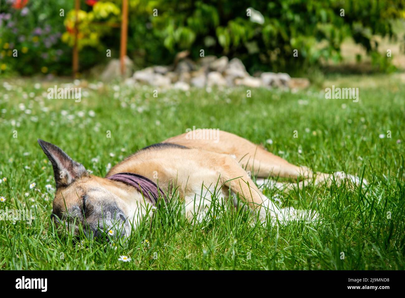 Cane addormentato in erba | Chien batard endormi sur le gazon d'un jardin Foto Stock