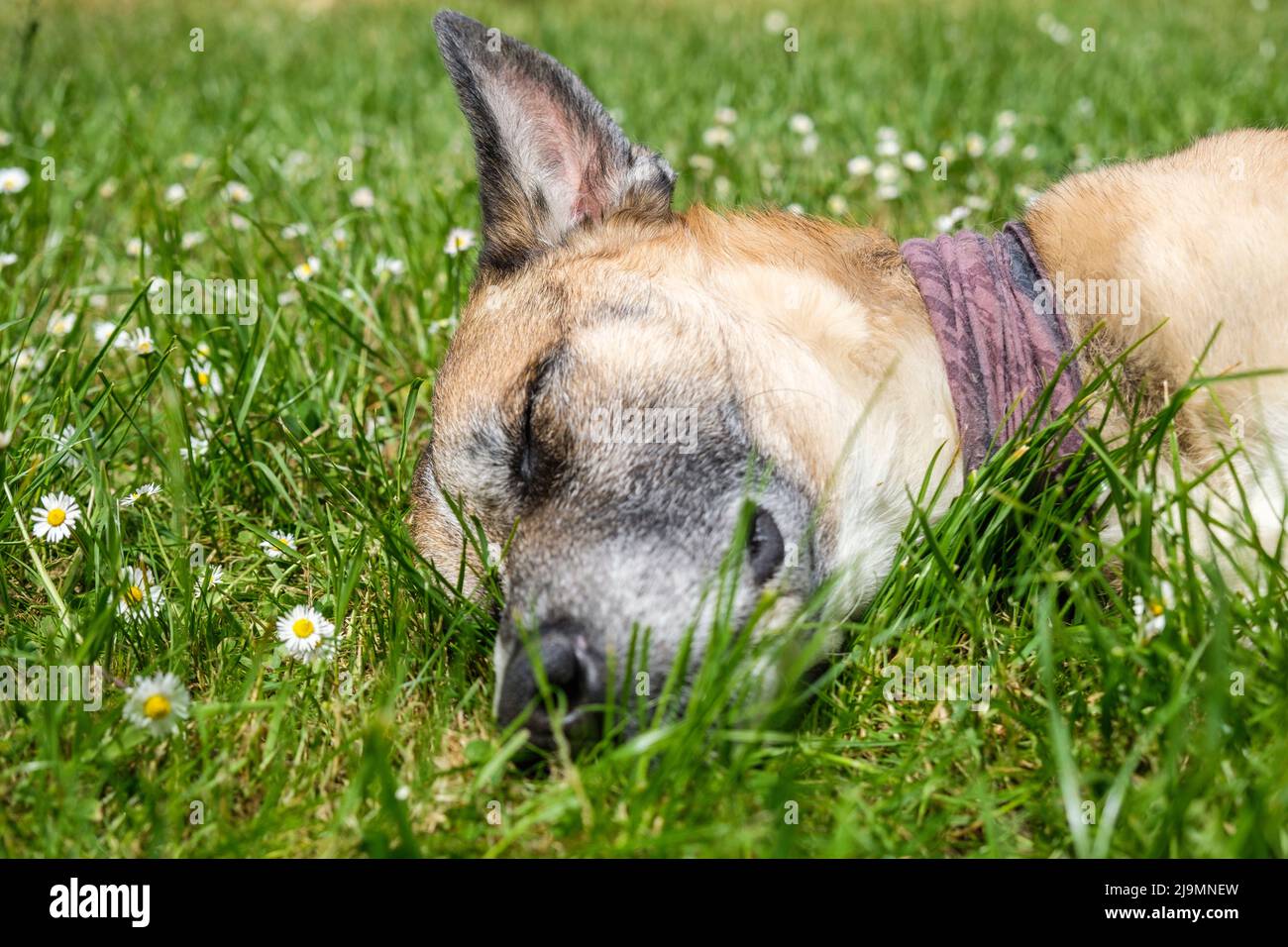 Cane addormentato in erba | Chien batard endormi sur le gazon d'un jardin Foto Stock