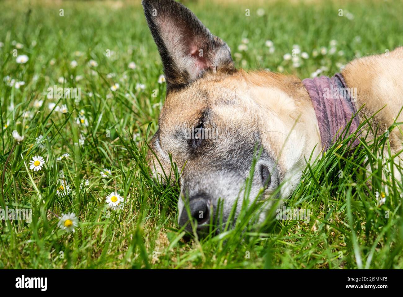 Cane addormentato in erba aprendo un occhio per guardare chi è intorno | Chien batard endormi sur le gazon d'un jardin ouvrant un oeil pour voir qui s'approche Foto Stock