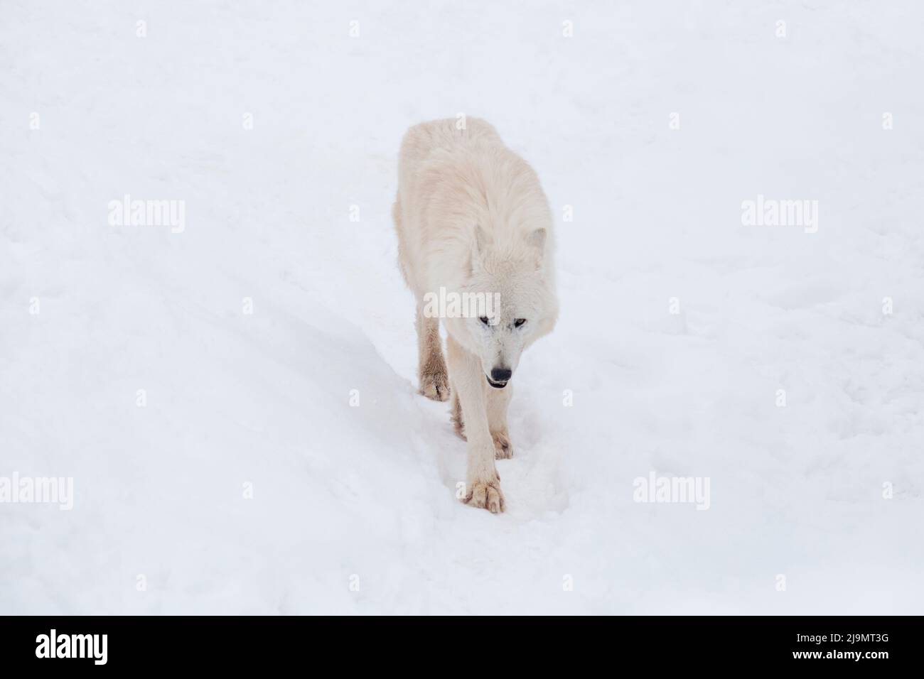 Il lupo polare arrabbiato cammina su una neve bianca e guarda la fotocamera. Canis lupus arctos. Lupo bianco o lupo tundra dell'alaska. Animali nella fauna selvatica. Foto Stock