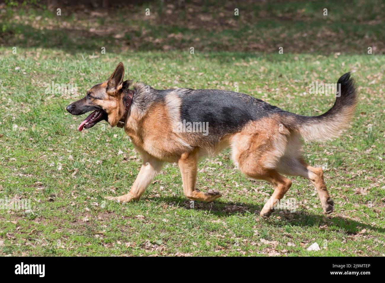Il carino cucciolo di cane pastore tedesco corre su un'erba verde nel parco primaverile. Animali domestici. Cane purebred. Foto Stock