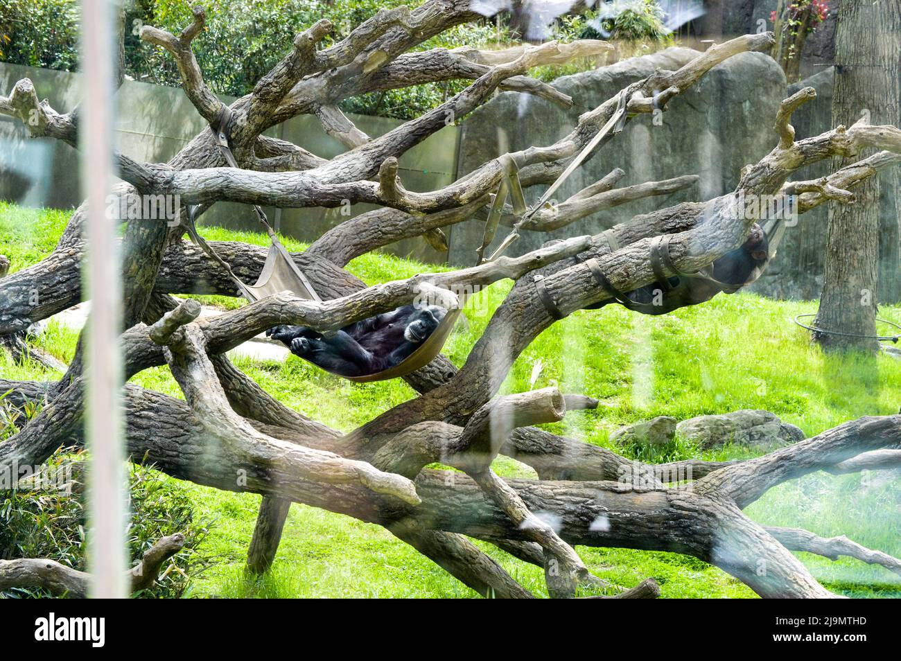 Scimpanzee che si adagia in amaca annoiato nel recinto dello zoo Foto Stock