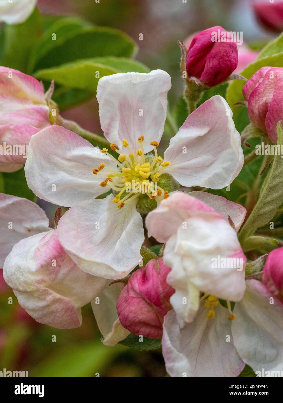 Bianco tingato con fiore rosa su albero di granchio mela. Malus 'Evereste' Foto Stock