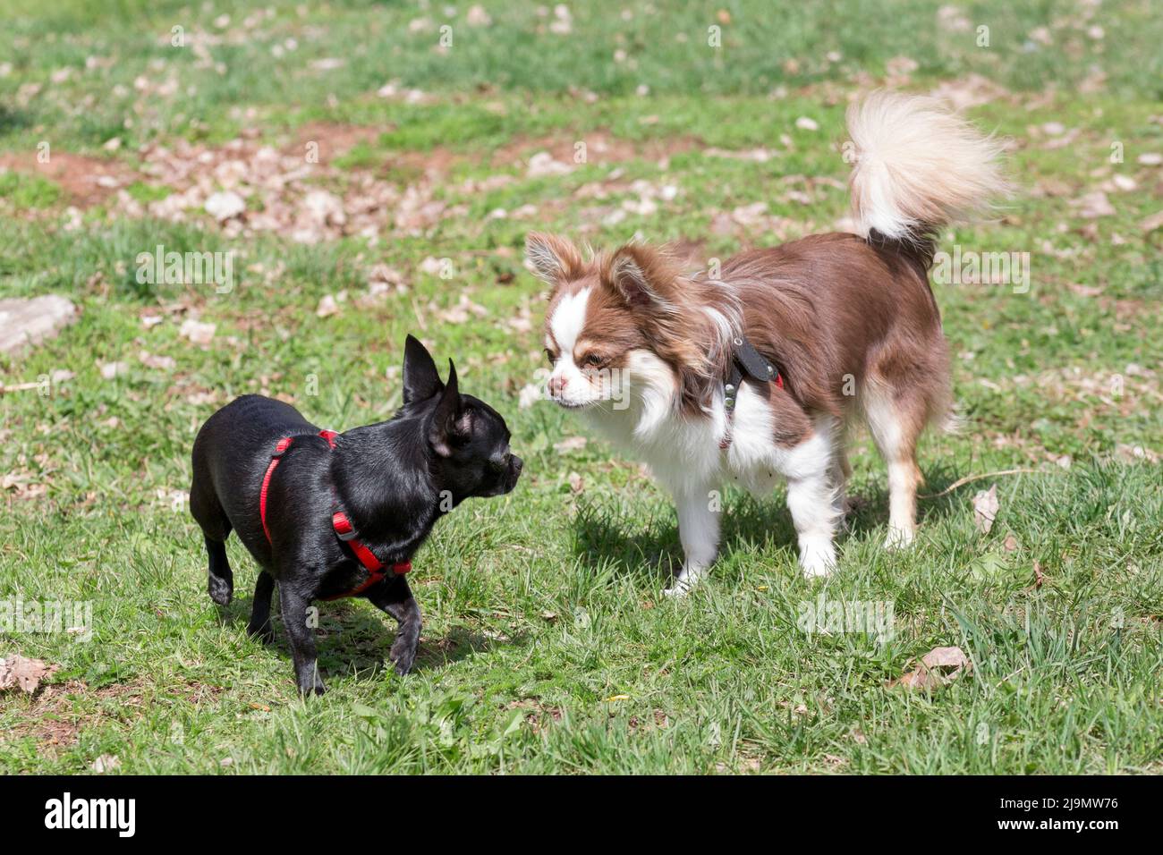 Carino puppy chihuahua e mini puppy chihuahua nero sono in piedi su un'erba verde nel parco primaverile. Cucciolo di Teacup. Animali domestici. Cane purebred. Foto Stock