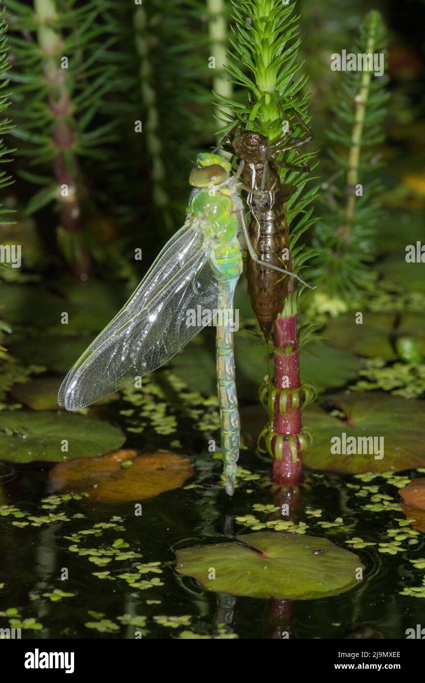 Imperatore libellula, Anax imperator, che emerge dal caso larvale di notte appeso alla coda di Mare, Hippuris vulgaris, stagno Plant, May, UK Foto Stock