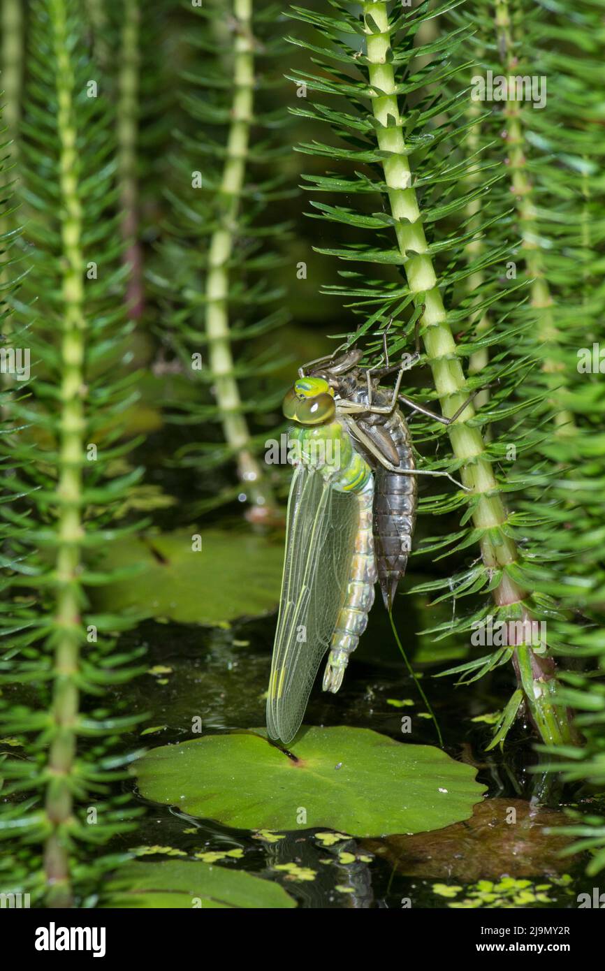 Imperatore libellula, Anax imperator, che emerge dal caso larvale di notte appeso alla coda di Mare, Hippuris vulgaris, stagno Plant, May, UK Foto Stock