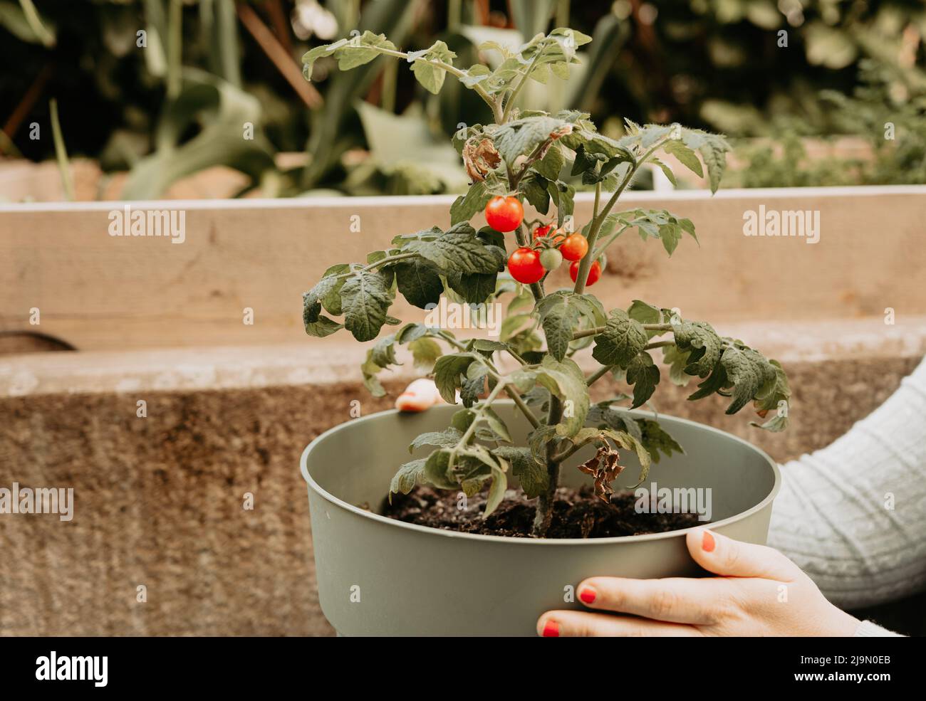 Persona che tiene una pentola con una pianta di pomodoro all'aperto nel giardino. Pomodori rossi freschi di ciliegia coltivati in casa. Foto Stock
