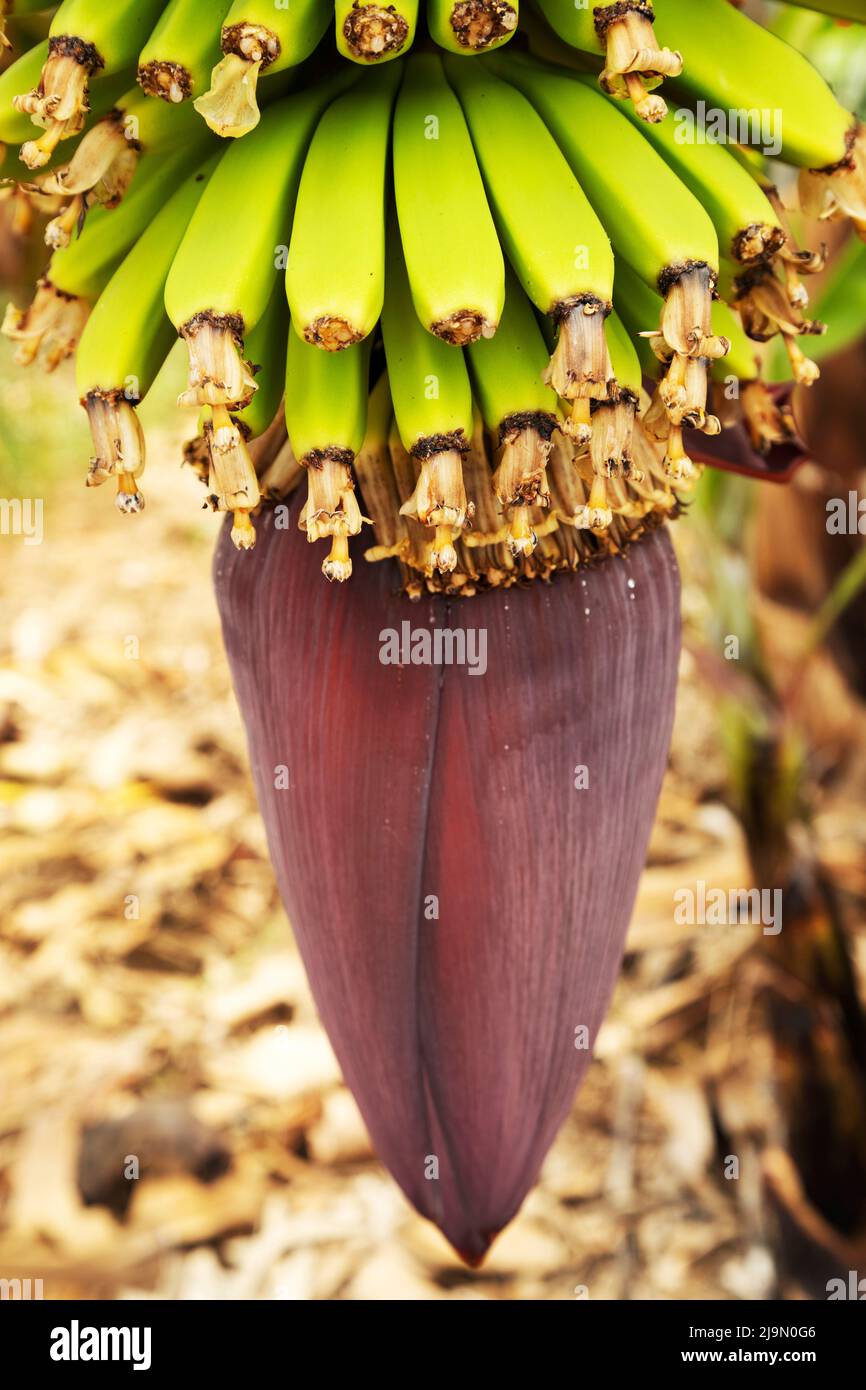 Un fiore di banana viola è appeso sotto un mazzo di banane che crescono presso la Finca Ecológica la Calabacera a Finca Ecológica la Calabacera a Guía de Isora. Foto Stock