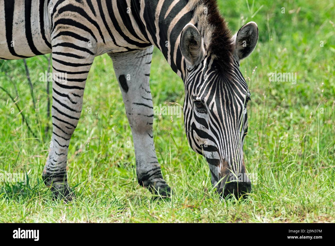 Pianure zebra / Zebra di Burchel / Zebra comune (Equus quagga / Equus burchellii) pascolo erba nel Parco Nazionale Kruger, Mpumalanga, Sudafrica Foto Stock