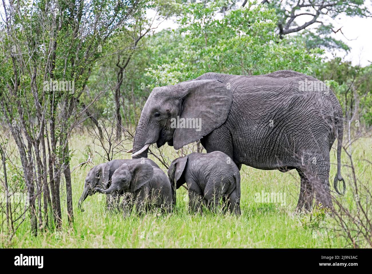 Elefante africano di cespugli (Loxodonta africana), vacca con tre vitelli / bambini che pascolo erba nel Parco Nazionale Kruger, Mpumalanga, Sudafrica Foto Stock
