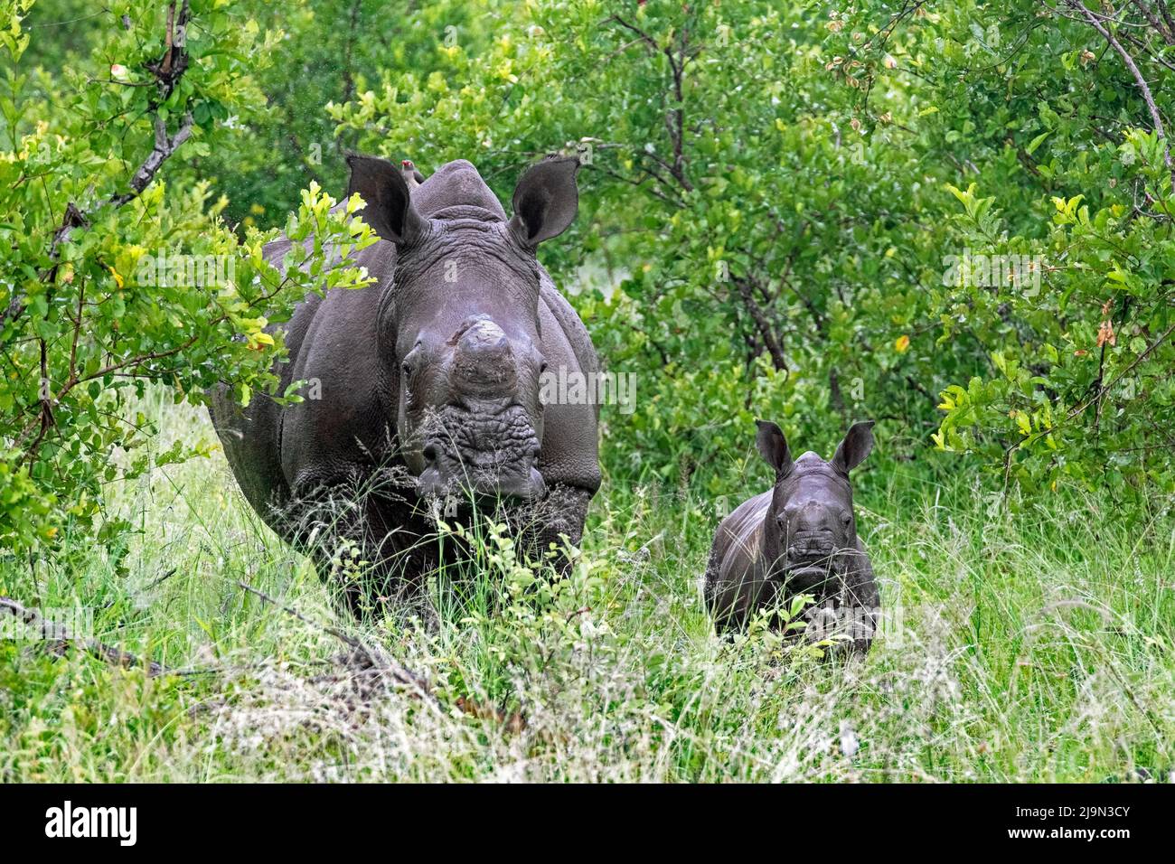 Rinoceronte bianco / rinoceronte quadrato (Ceratotherium simum), vacca / femmina con vitello nel Parco Nazionale Kruger, Mpumalanga, Sudafrica Foto Stock