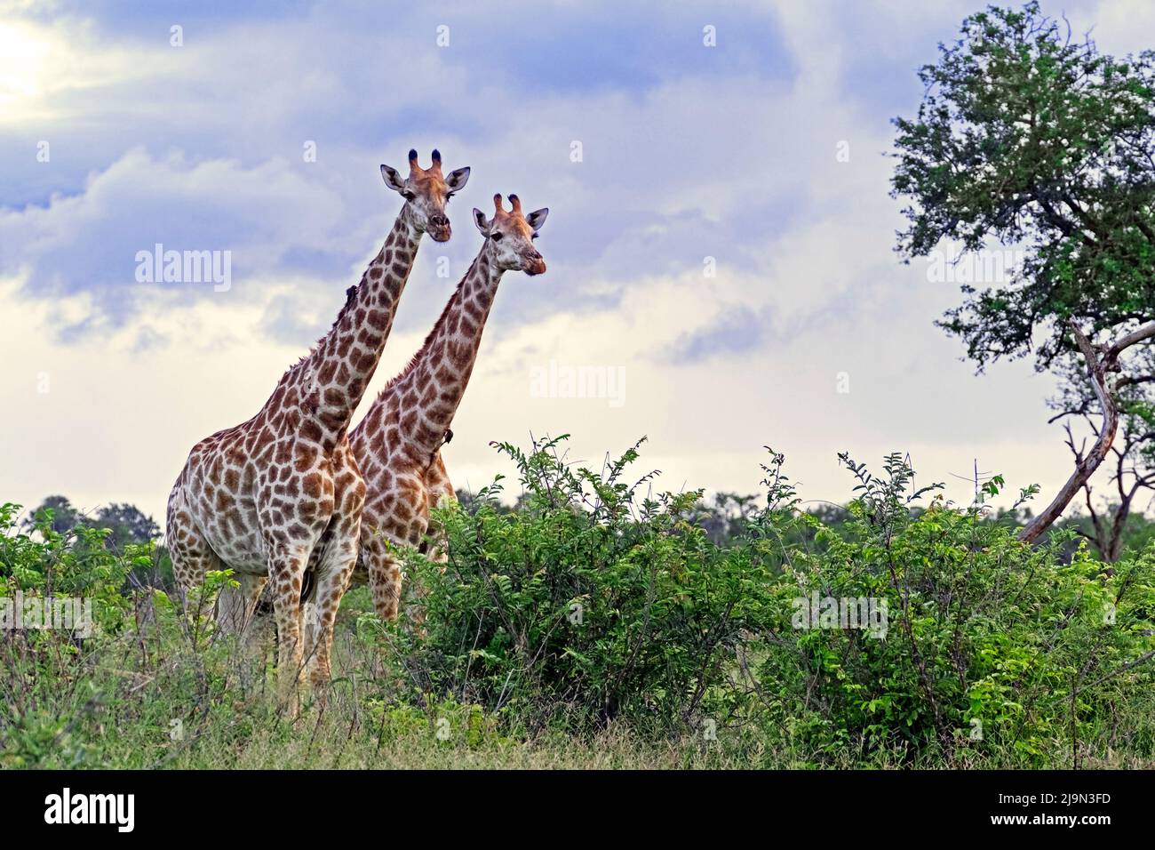 Due giraffe sudafricane / giraffe del Capo (Giraffa camelopardalis giraffa) nel Parco Nazionale Kruger, Mpumalanga, Sudafrica Foto Stock