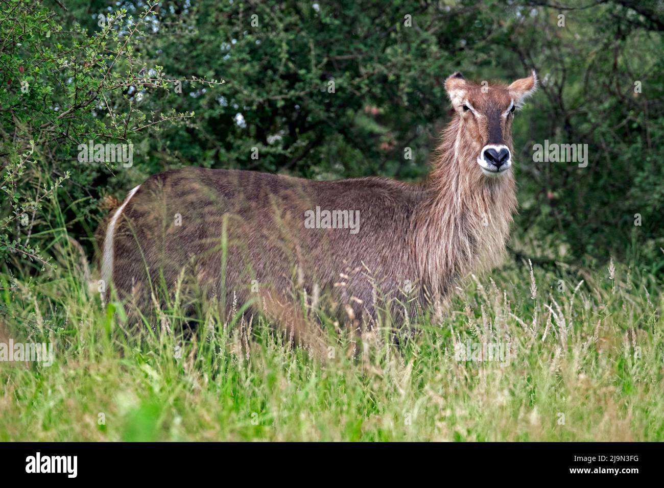 Waterbuck (Kobus ellissiprymnus) femmina nel Parco Nazionale Kruger, Mpumalanga, Sudafrica Foto Stock