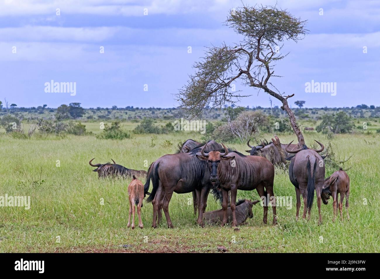 Blue wildebeest / comune wildebeest (Connochaetes taurinus) mandria sulla savana nel Parco Nazionale Kruger, Mpumalanga, Sudafrica Foto Stock