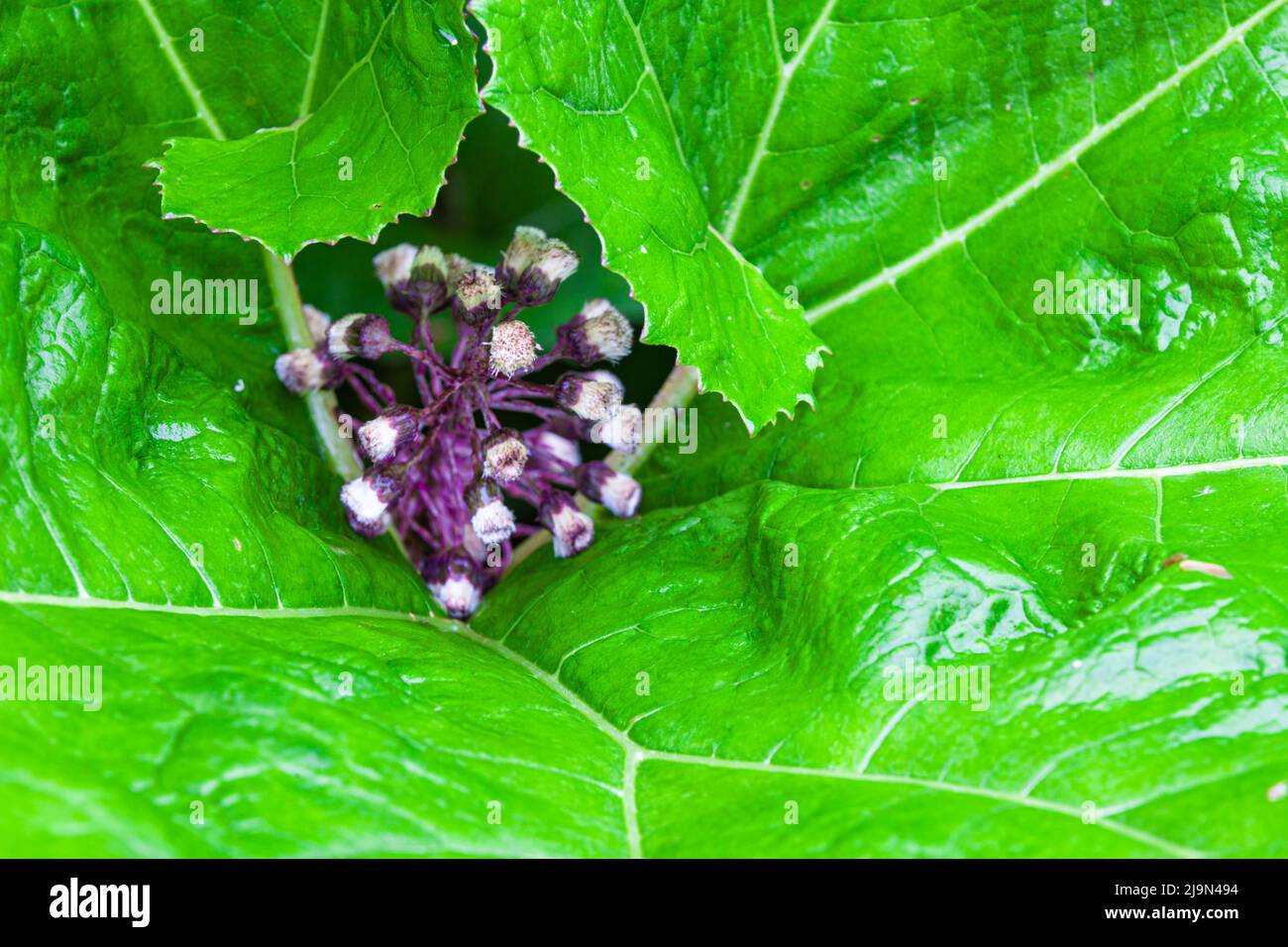 Gruppo di nuovi fiori che sbucciano attraverso un gruppo di foglie verdi Foto Stock