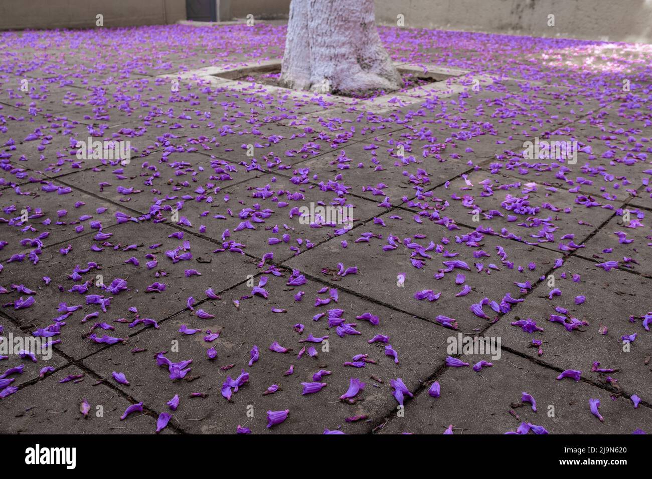 I fiori viola coprono il marciapiede di un cortile della chiesa Foto Stock